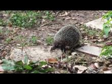 Embedded thumbnail for Strange visitors in my garden: A lame hedgehog 